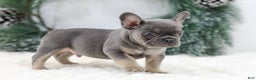 French Bulldog dogs for sale: Jaxon - Ad 2