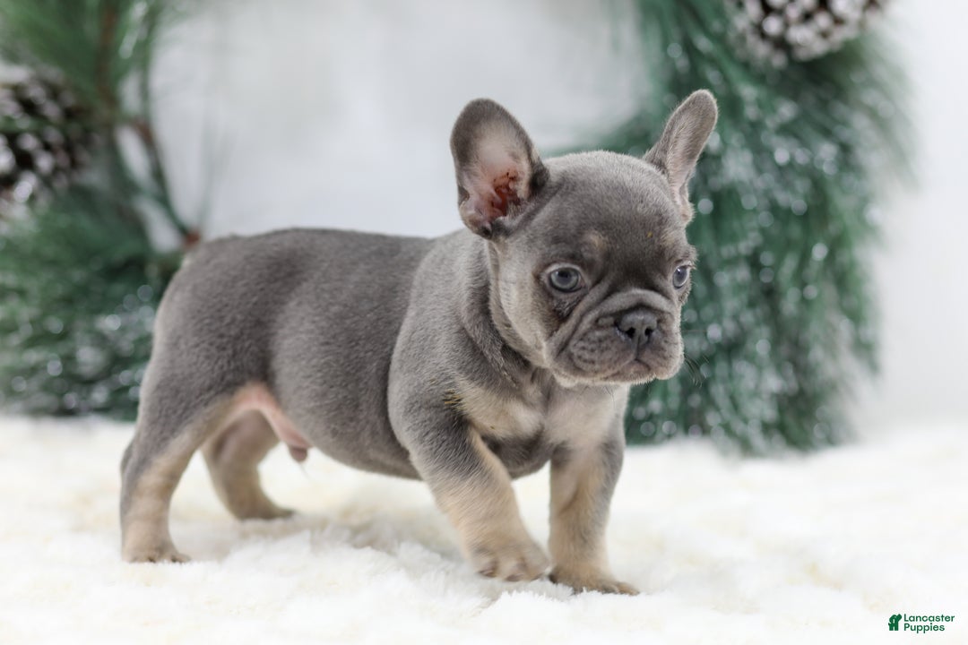 French Bulldog dogs for sale: Jaxon - Ad 2