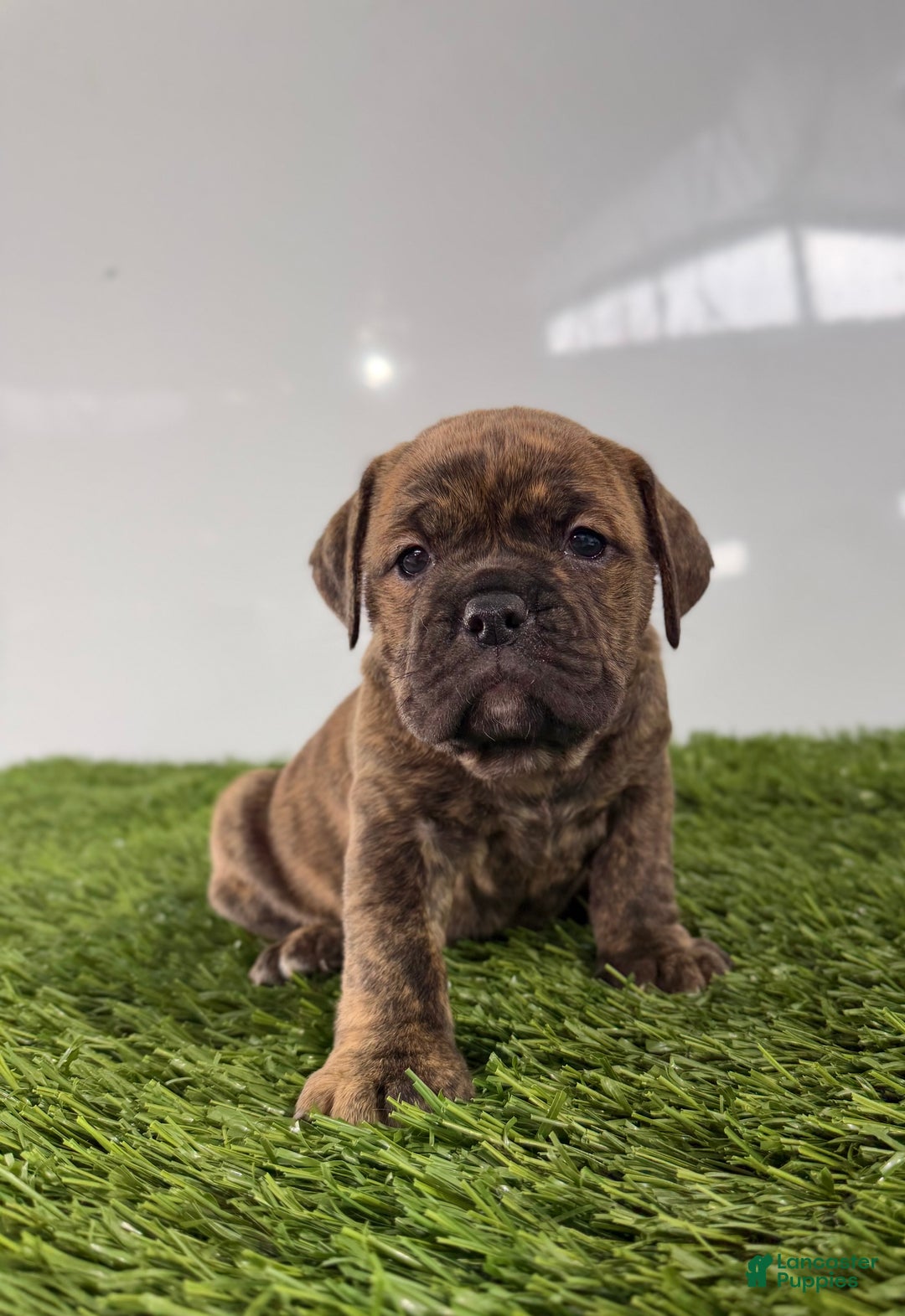 Olde English Bulldogge dogs for sale: Tilly - Ad 3