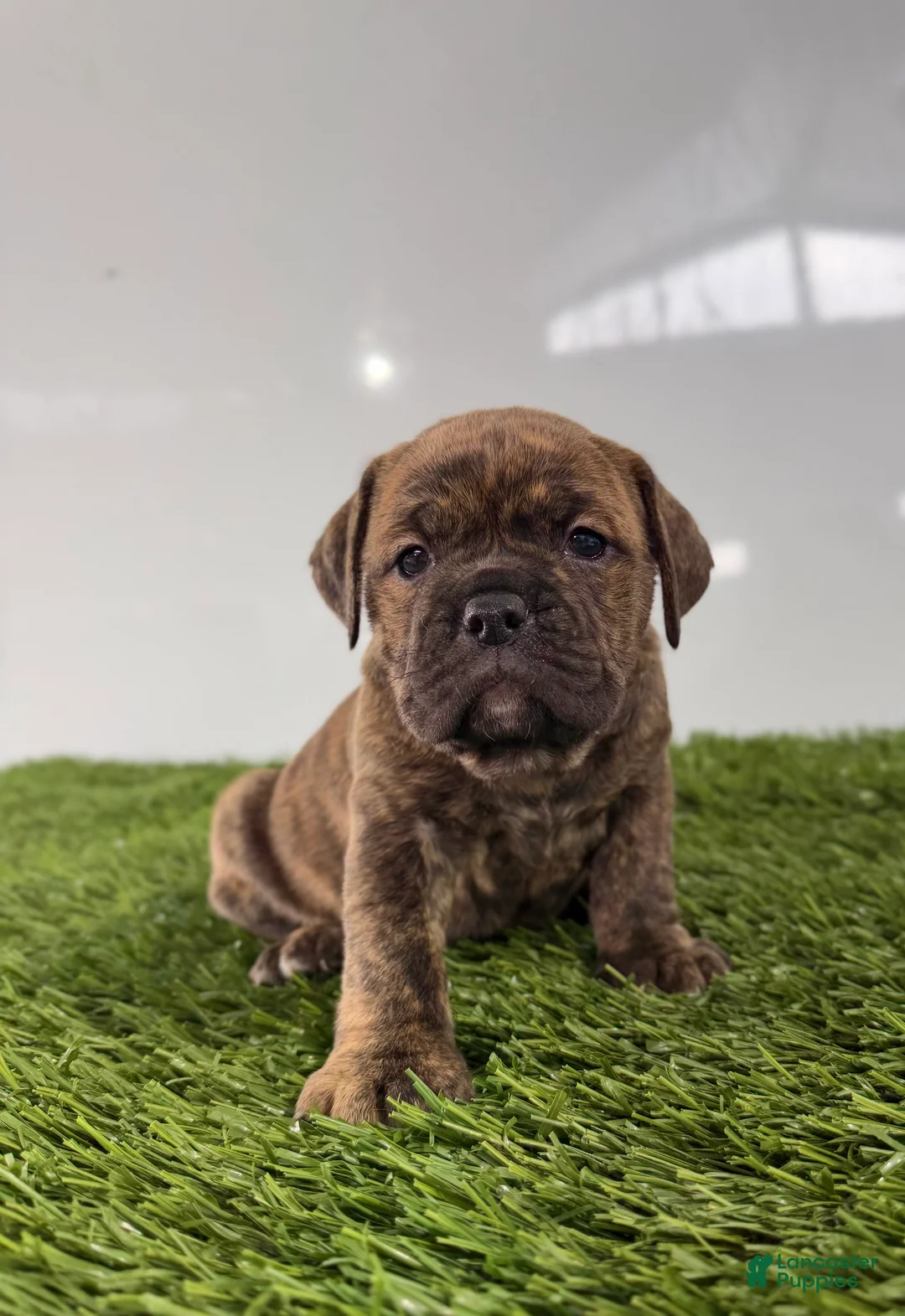 Olde English Bulldogge dogs for sale: Tilly - Ad 3