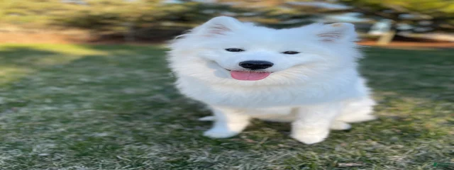 Duke