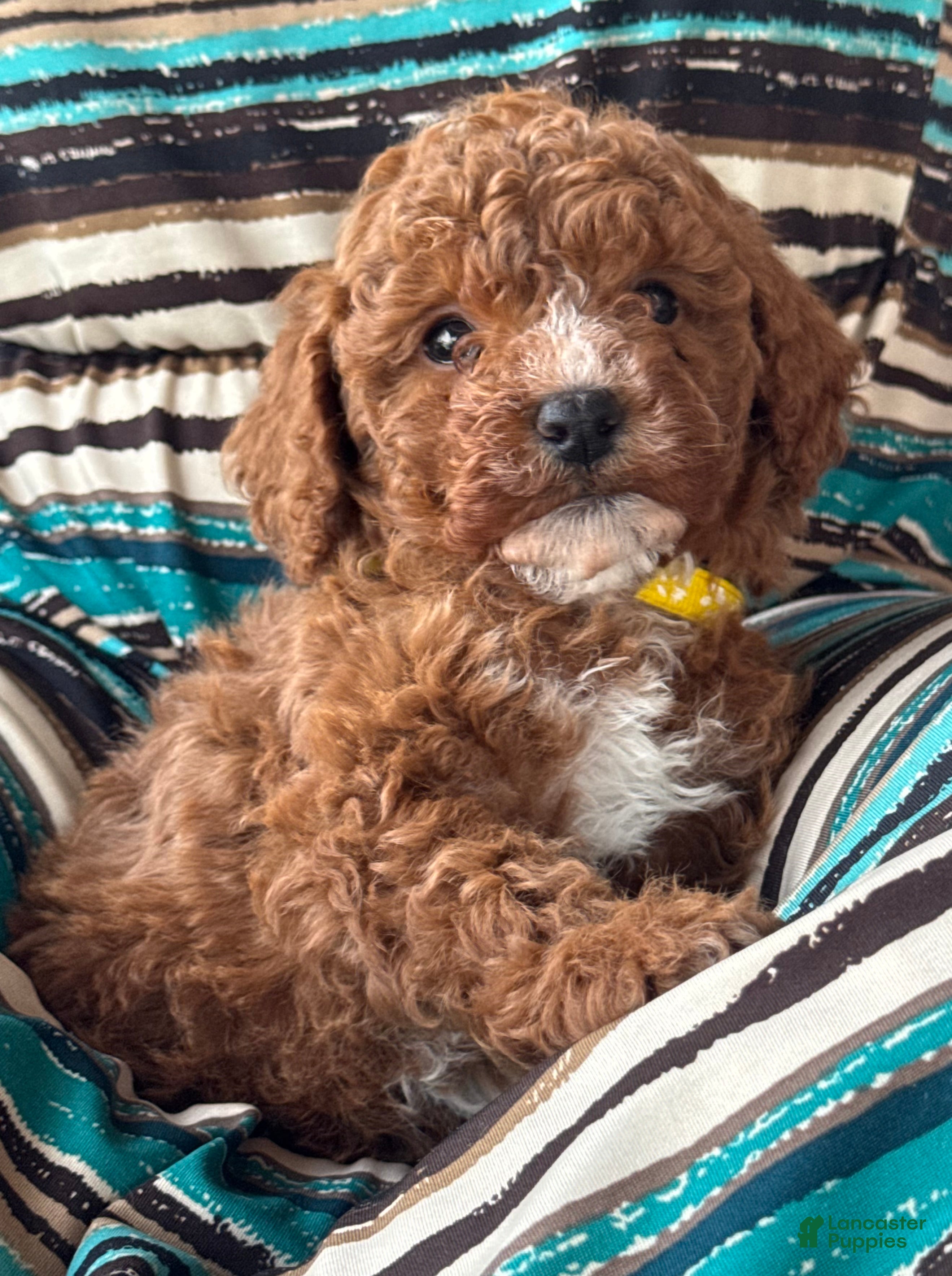 Mini Goldendoodle dogs Hailey  - Ad 22