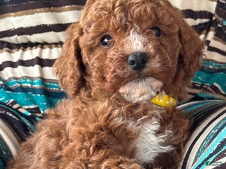 Mini Goldendoodle dogs Hailey - Ad 32