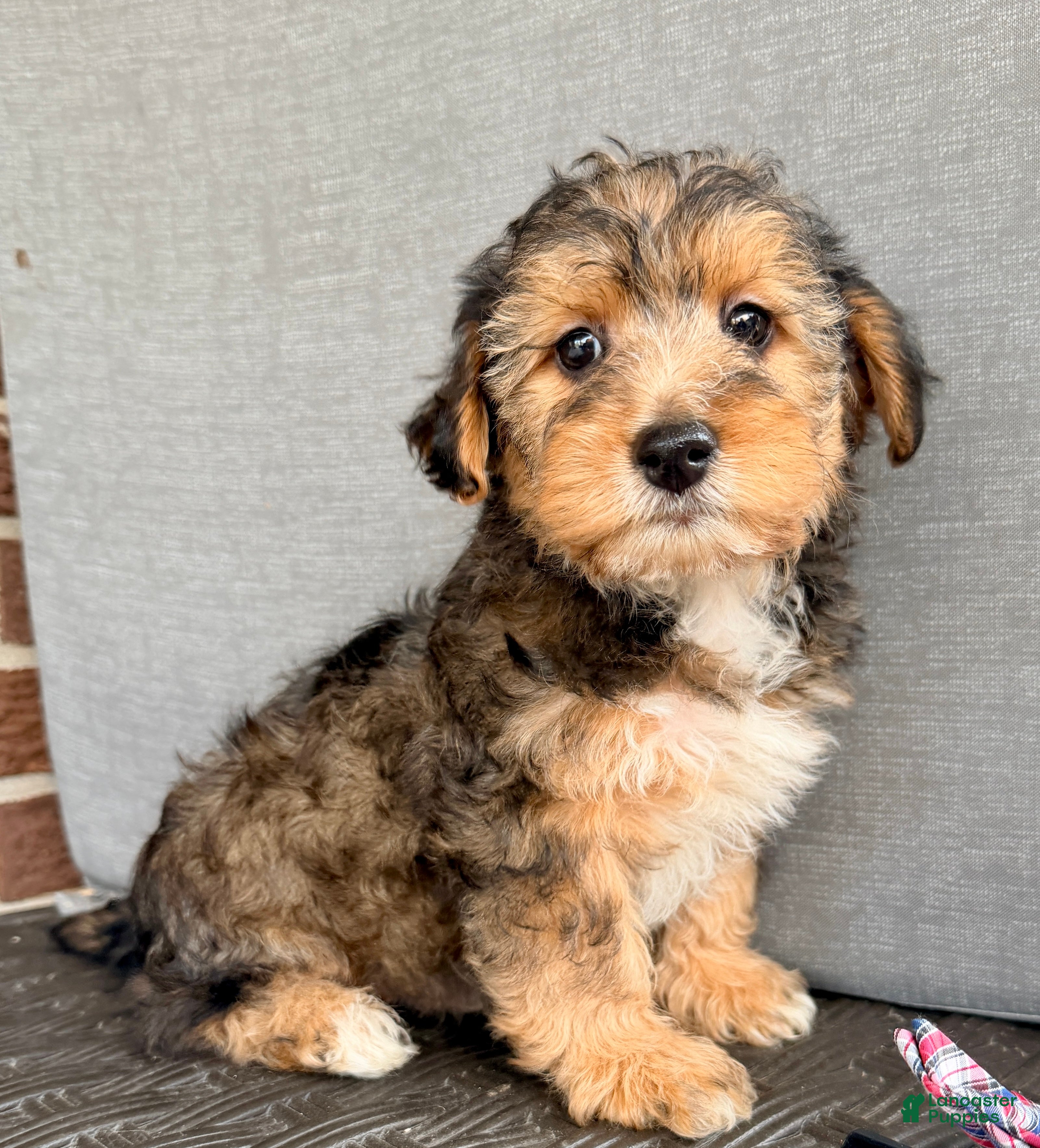 Yorkiepoo dogs Brady - Ad 2