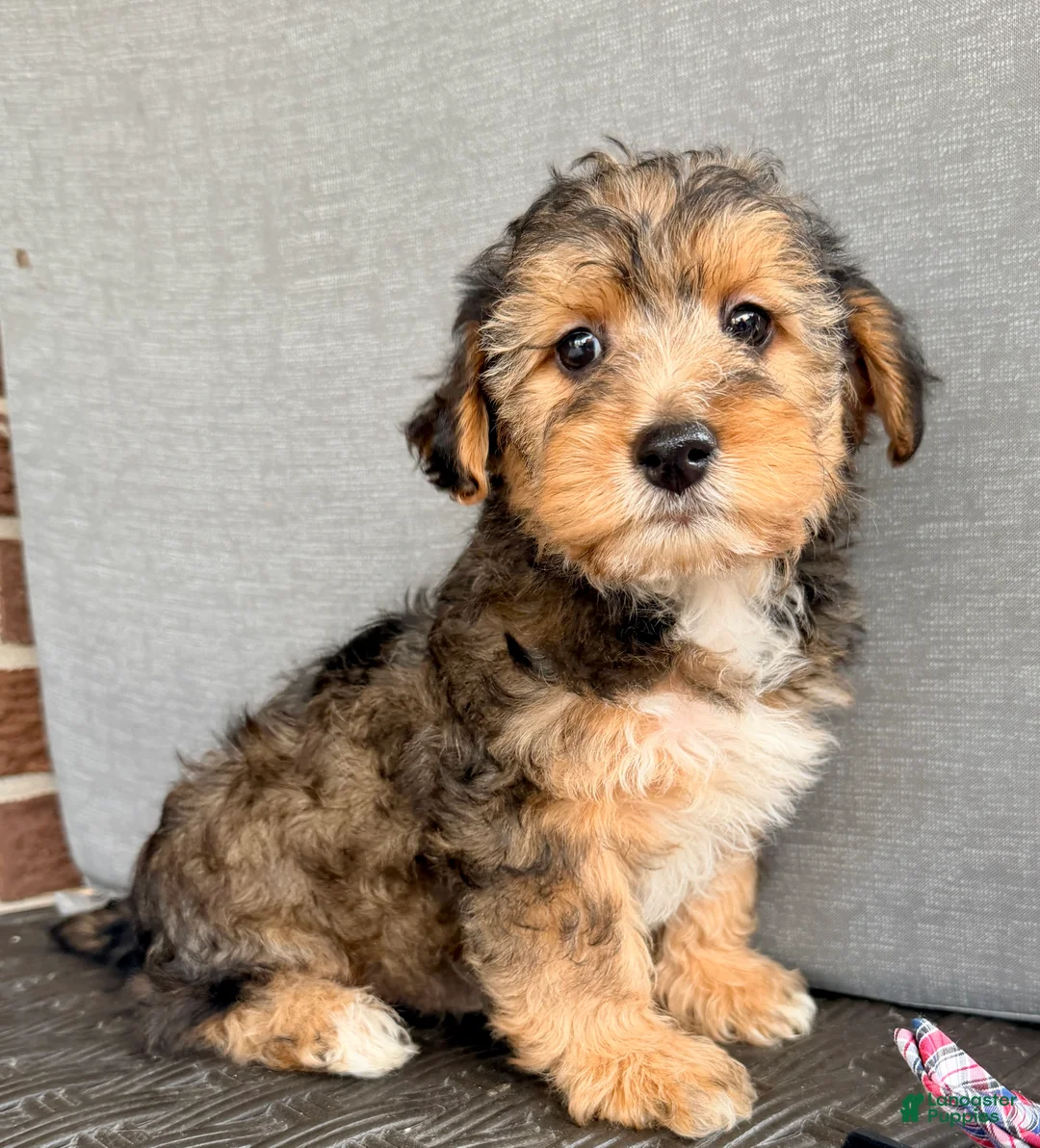 Yorkiepoo dogs for sale: Brady - Ad 2