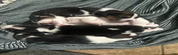 Beagle dogs for sale: Pinto - Ad 8