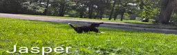 Mini Bernedoodle dogs for sale: Jasper - Ad 3