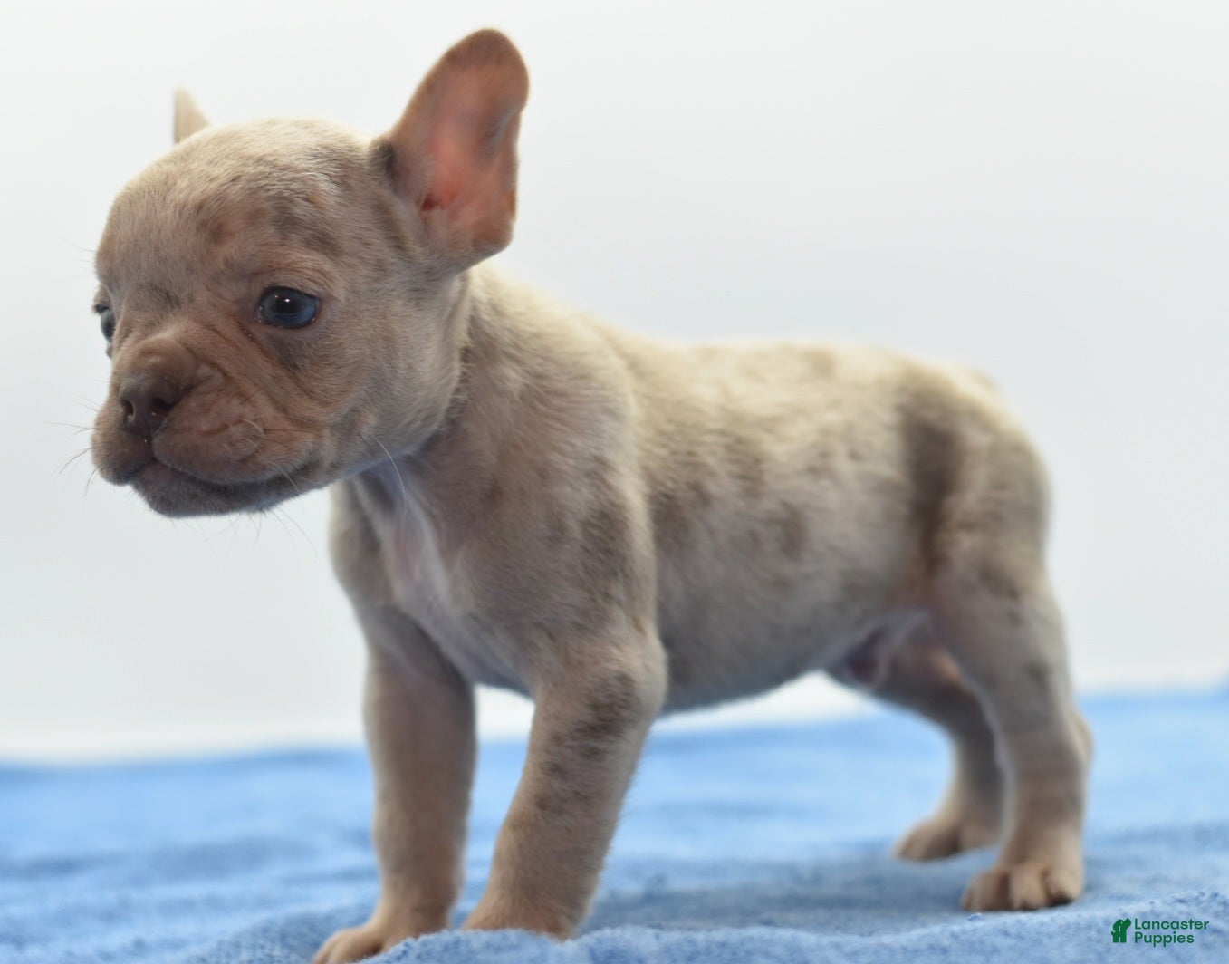 Mixed Breed dogs for sale: Milo merle  - Ad 1