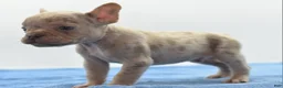 Mixed Breed dogs for sale: Milo merle  - Ad 11