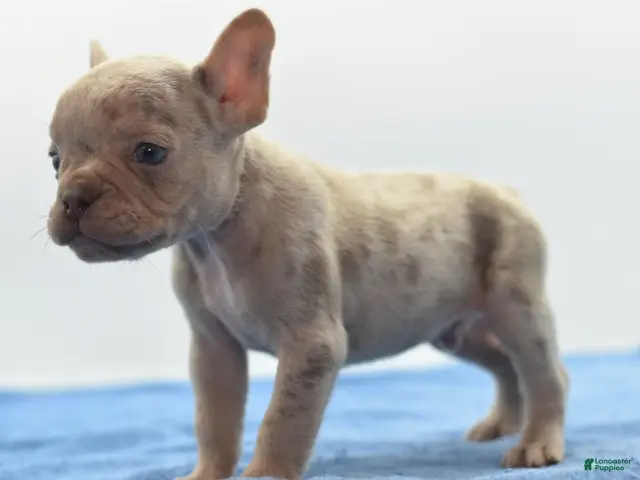 Mixed Breed dogs for sale: Milo merle - Ad 1