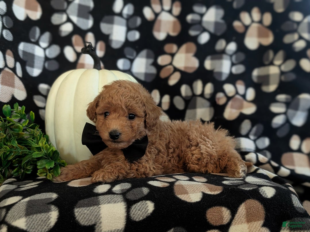 Bichpoo dogs for sale: Truman 9 lbs full grown - Ad 5