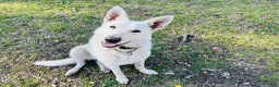 German Shepherd dogs for sale: Sandy - Ad 9