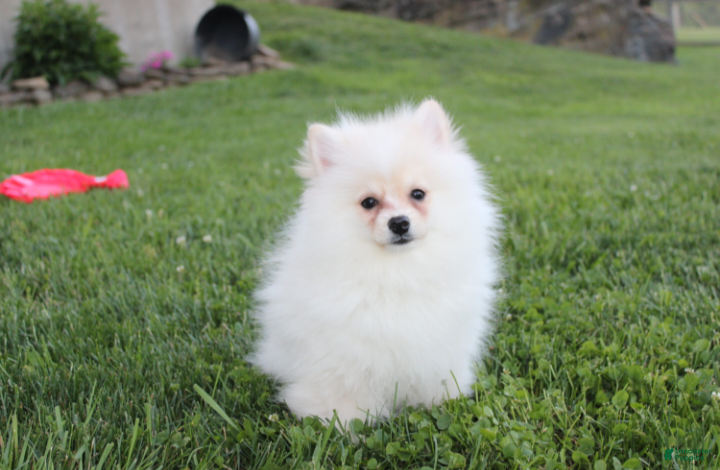 Pomeranian dogs Charlie  - Ad 2
