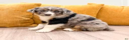 Australian Shepherd dogs for sale: Chloe - Ad 3