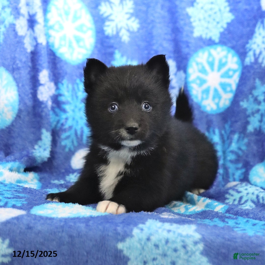 Pomsky dogs for sale: Fern - Ad 1