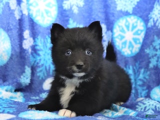 Pomsky dogs Fern - Ad 24