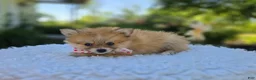 Pomeranian dogs for sale: Shadow - Ad 3