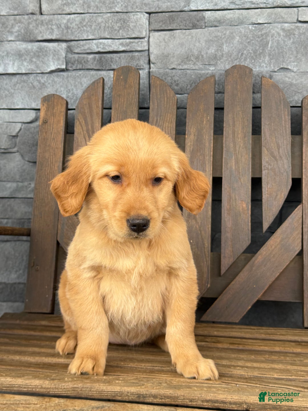 Golden Retriever dogs for sale: Carmel - Ad 2