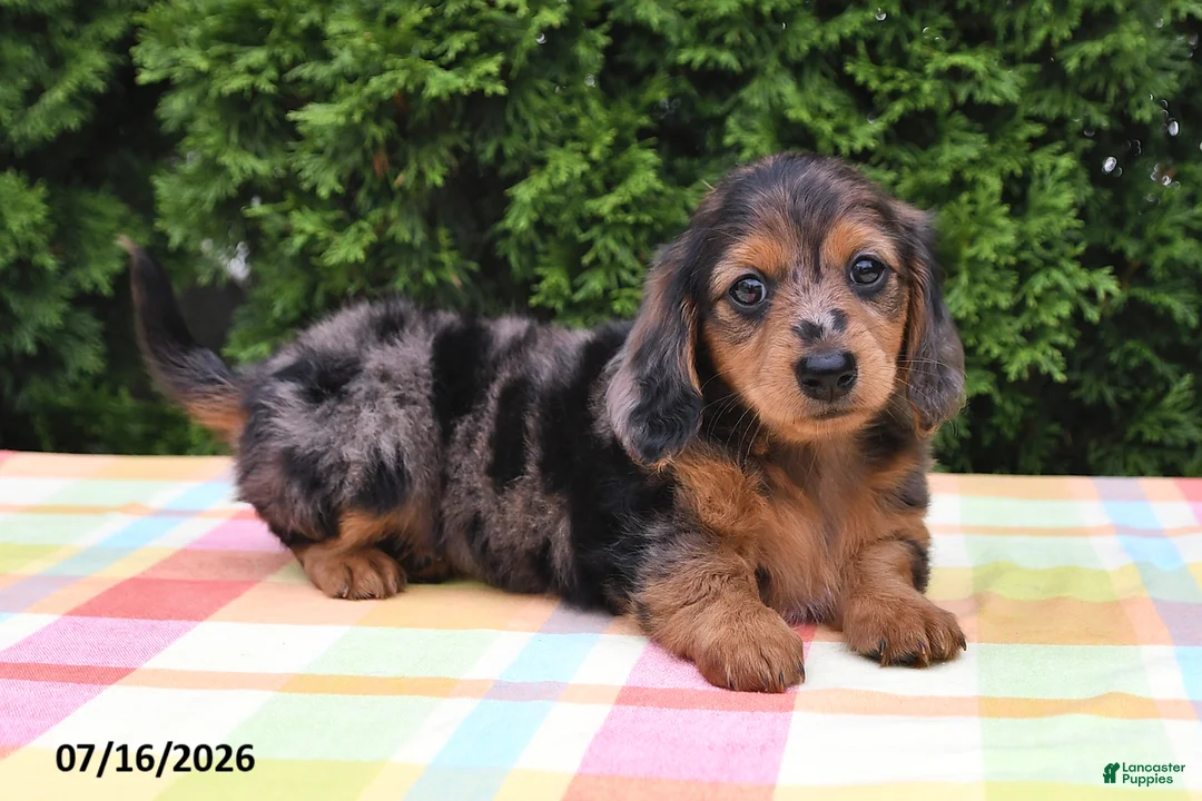 Miniature Dachshund dogs for sale: Sarah - Ad 3