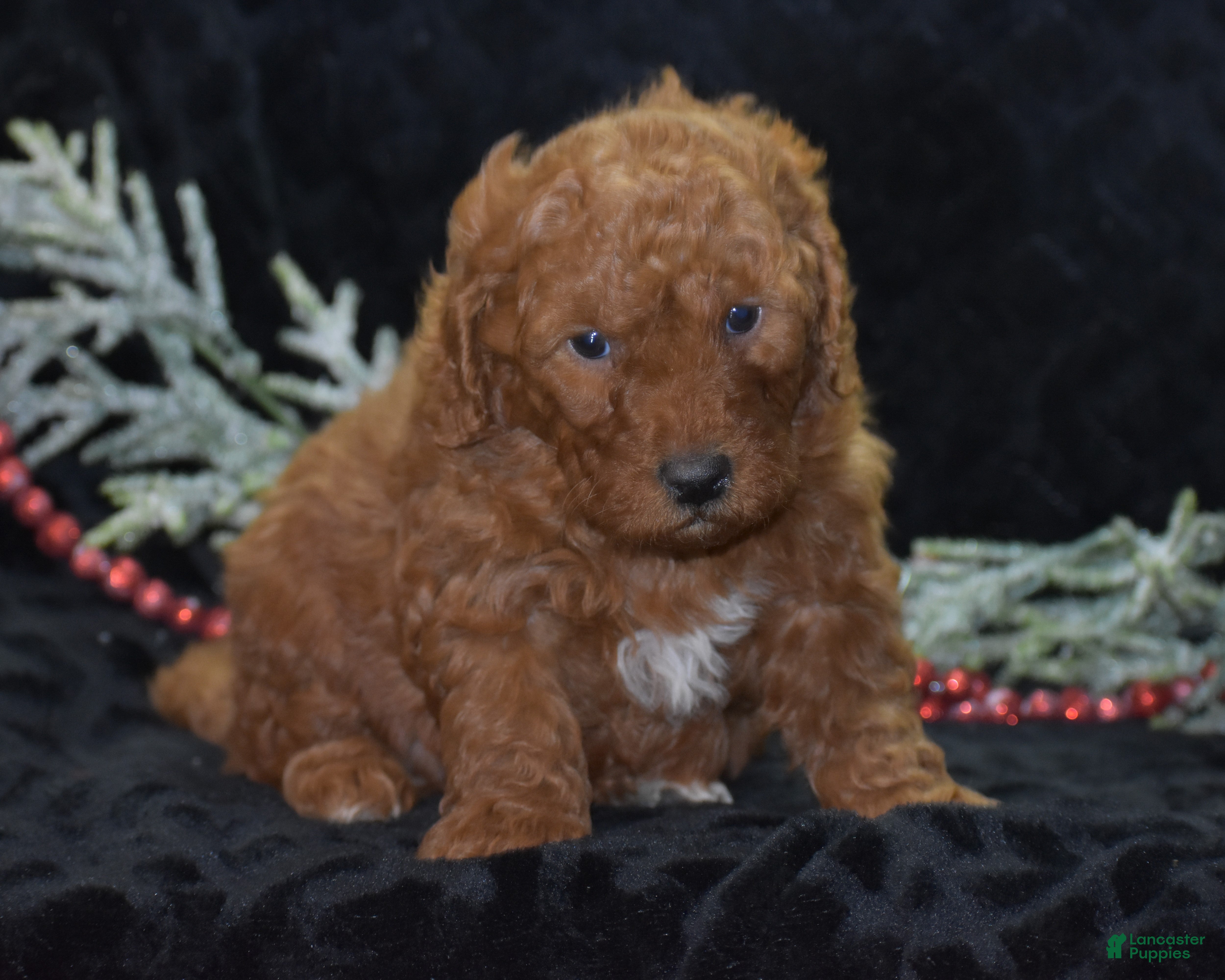 Mini Goldendoodle dogs Glimmer - Ad 13