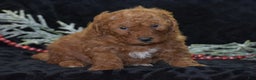Mini Goldendoodle dogs for sale: Glimmer - Ad 1