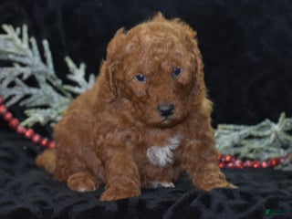 Mini Goldendoodle dogs Glimmer - Ad 34