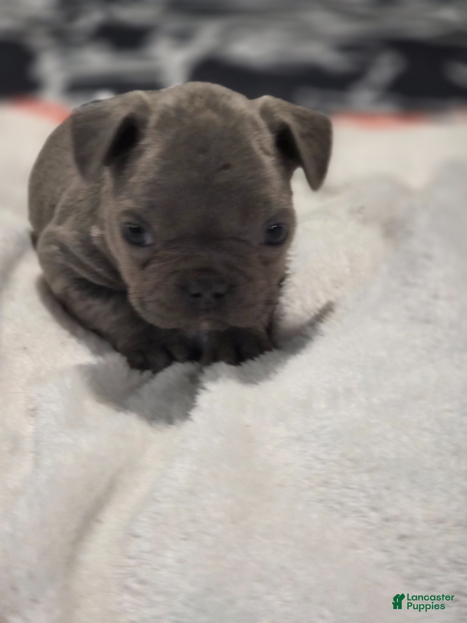 French Bulldog dogs for sale: French Bulldog Puppy 2 - Ad 3