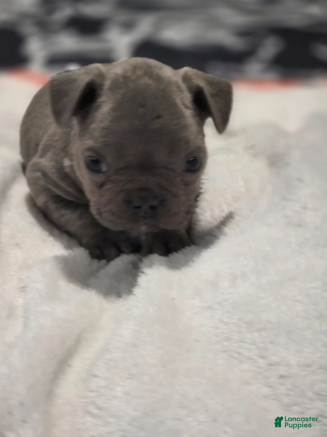 French Bulldog dogs for sale: French Bulldog Puppy 2 - Ad 1