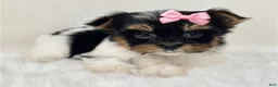 Yorkshire Terrier dogs for sale: Teacup Biewer Yorkshire Terrier 1 - Ad 3