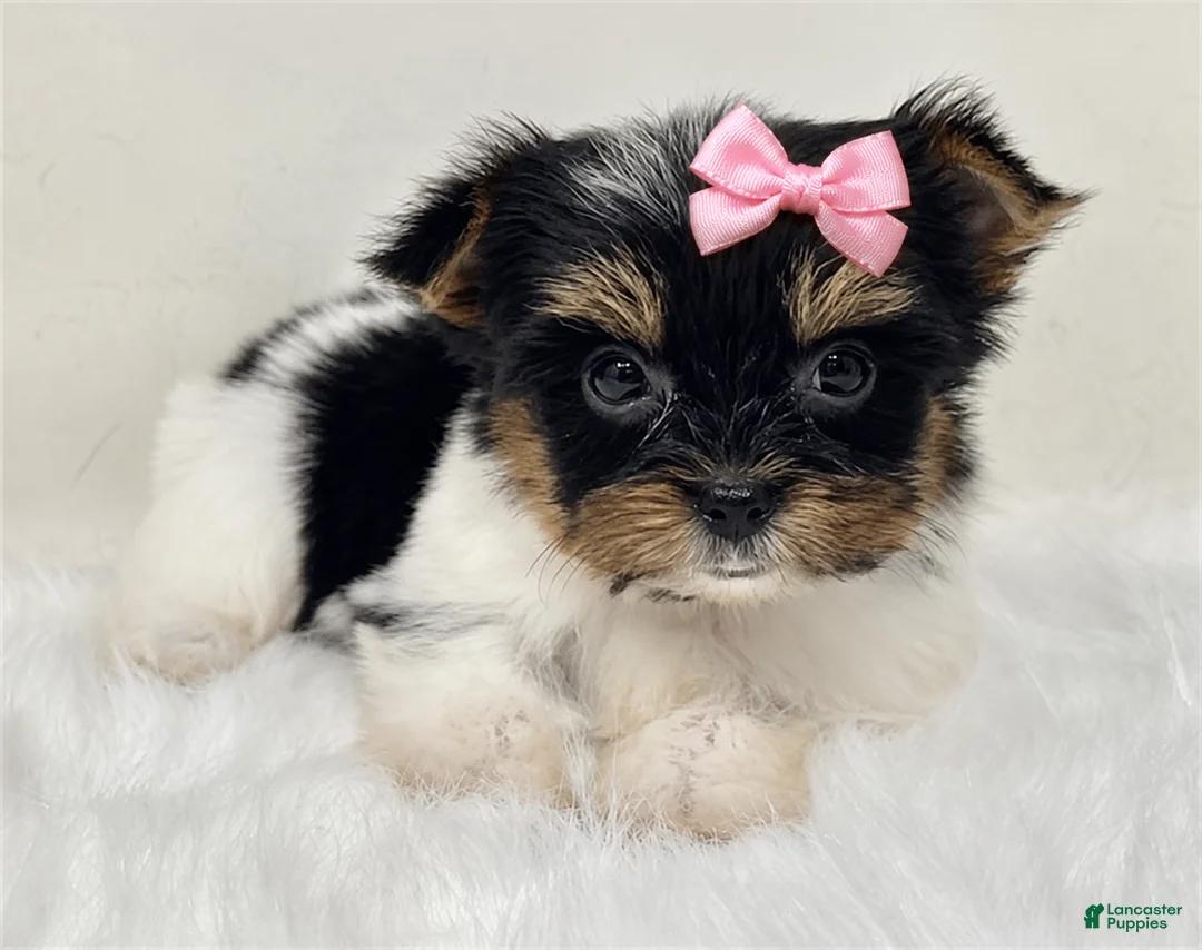Yorkshire Terrier dogs for sale: Teacup Biewer Yorkshire Terrier 1 - Ad 3