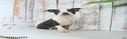 Boston Terrier dogs for sale: Navy - Ad 3