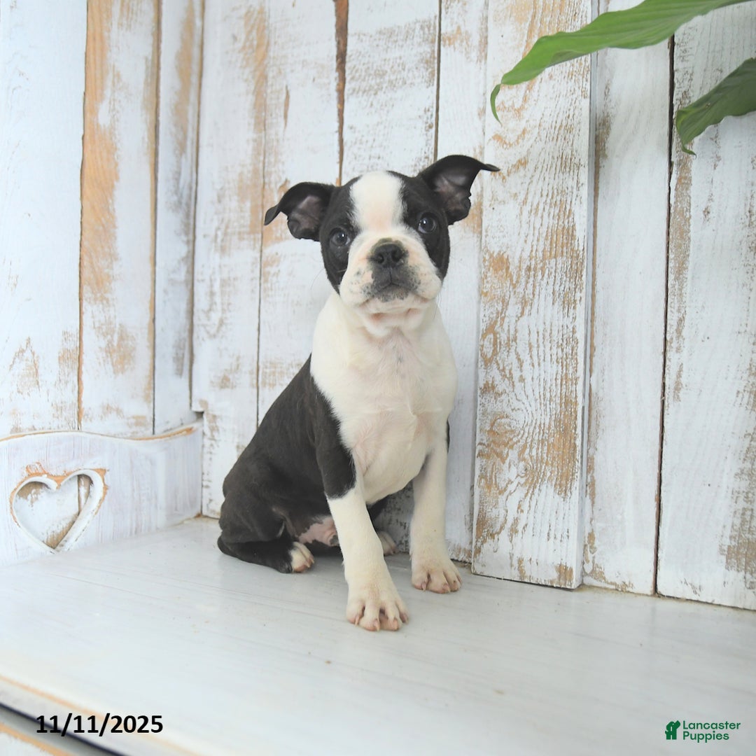 Boston Terrier dogs for sale: Navy - Ad 3