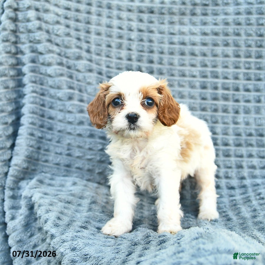Cavapoo dogs Nessa - Ad 2