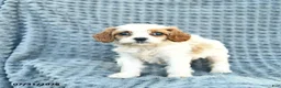 Cavapoo dogs for sale: Nessa - Ad 2