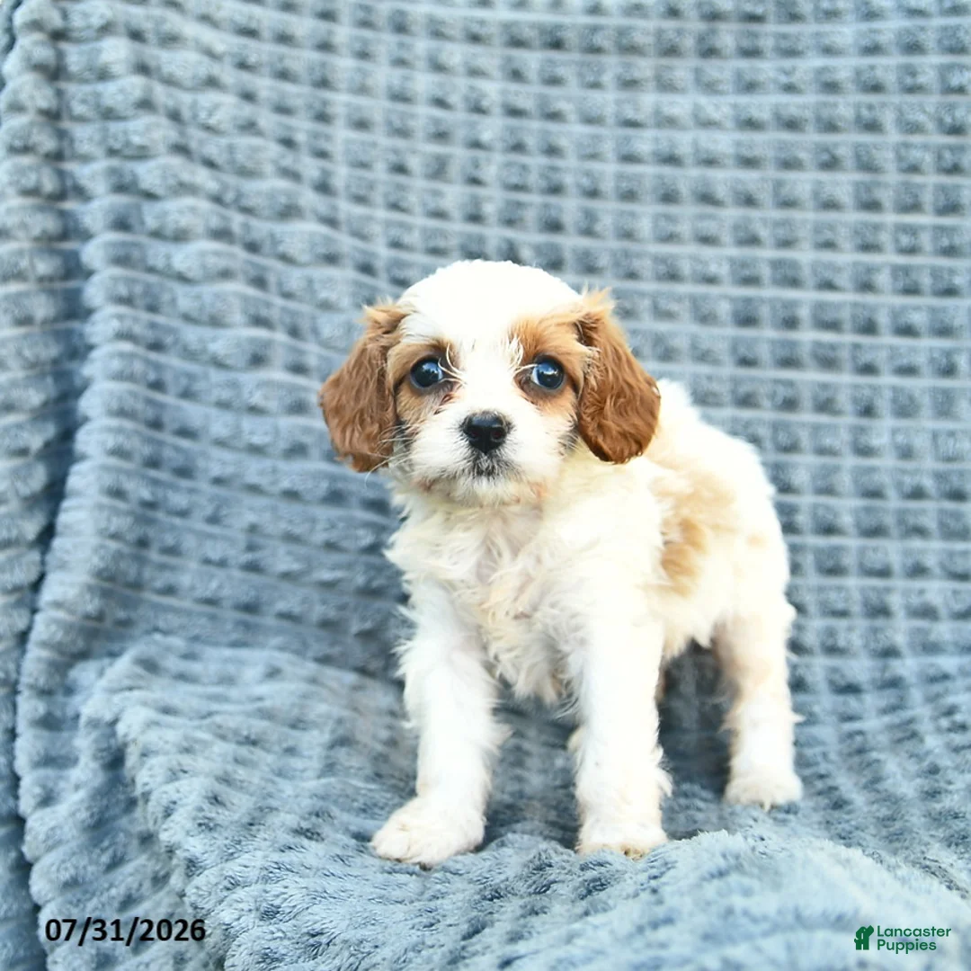 Cavapoo dogs for sale: Nessa - Ad 2