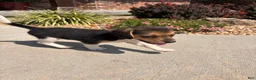 Beagle dogs for sale: Lady - Ad 4