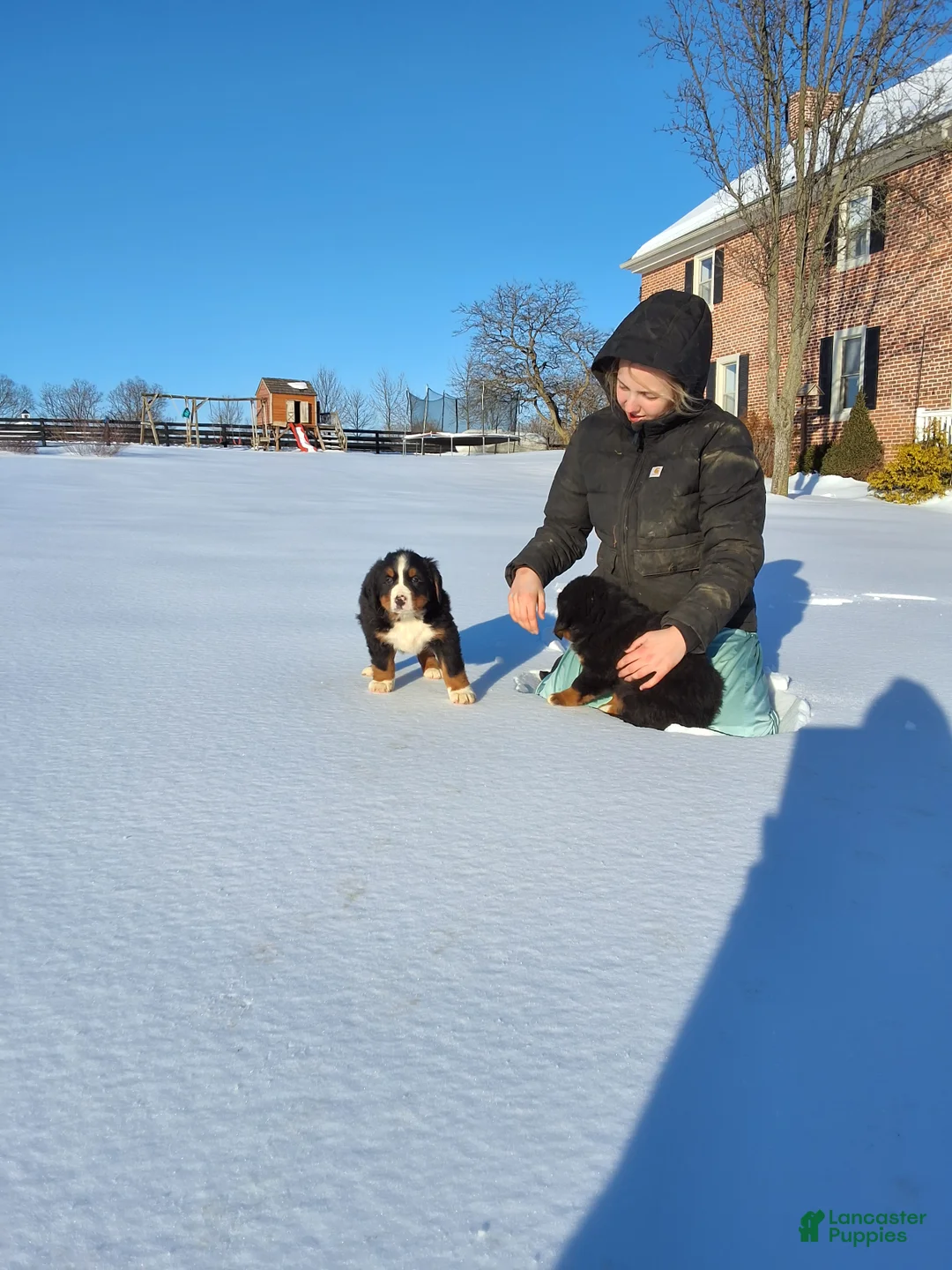 Bernese Mountain Dog dogs for sale: Bernese Mountain Dog Puppy 1 - Ad 1