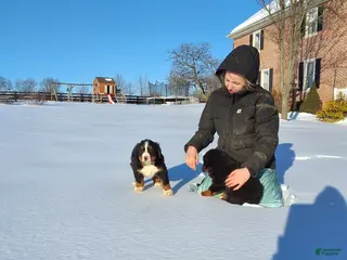 Bernese Mountain Dog dogs Bernese Mountain Dog Puppy 1 - Ad 35