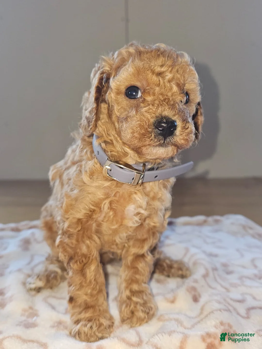 Miniature Poodle dogs for sale: Winnie - Ad 3