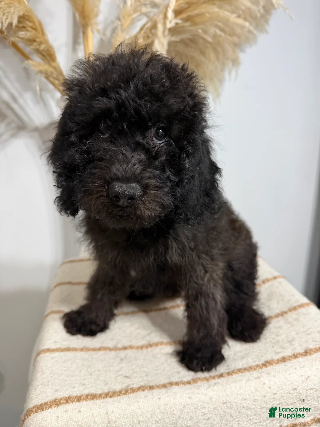 Mini Goldendoodle dogs for sale: Chocolate Boy - Ad 1