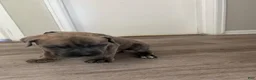 Cane Corso dogs for sale: Cane Corso 3 - Ad 2