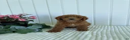 Mini Goldendoodle dogs for sale: Homestead - Ad 5