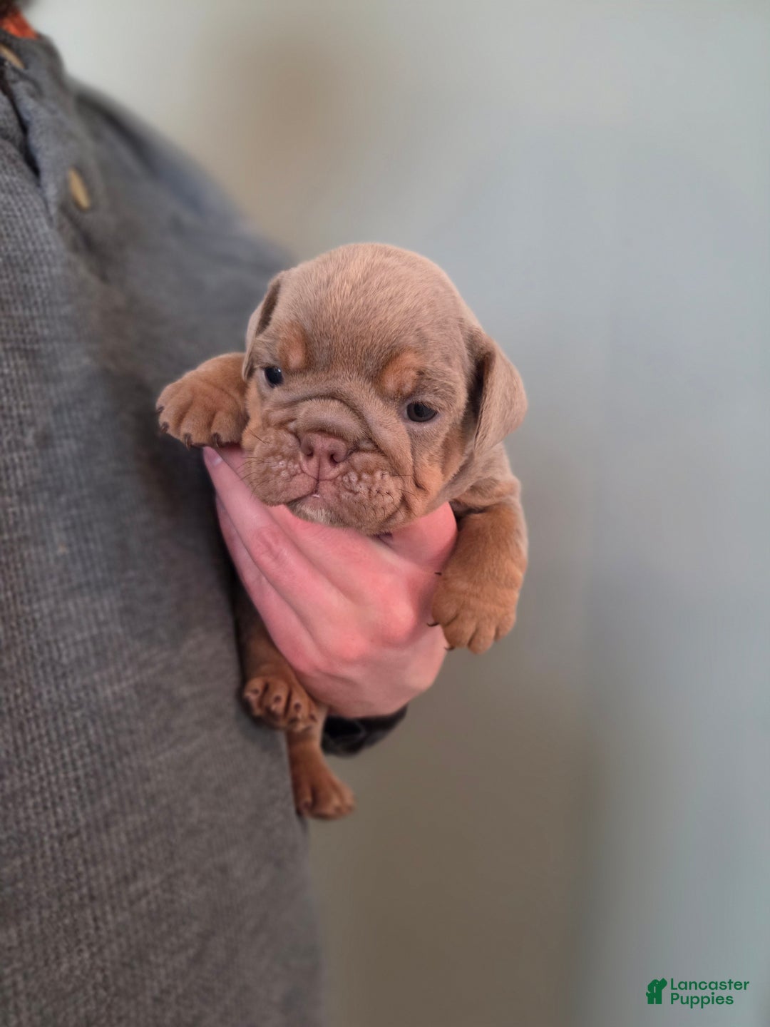 English Bulldog dogs for sale: Tatum - Ad 1