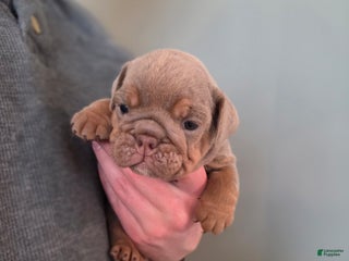 English Bulldog dogs Tatum - Ad 17