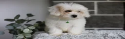 Maltipoo dogs for sale: Frankie - Ad 7