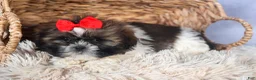 Shih Tzu dogs for sale: CHARLIE - Ad 7