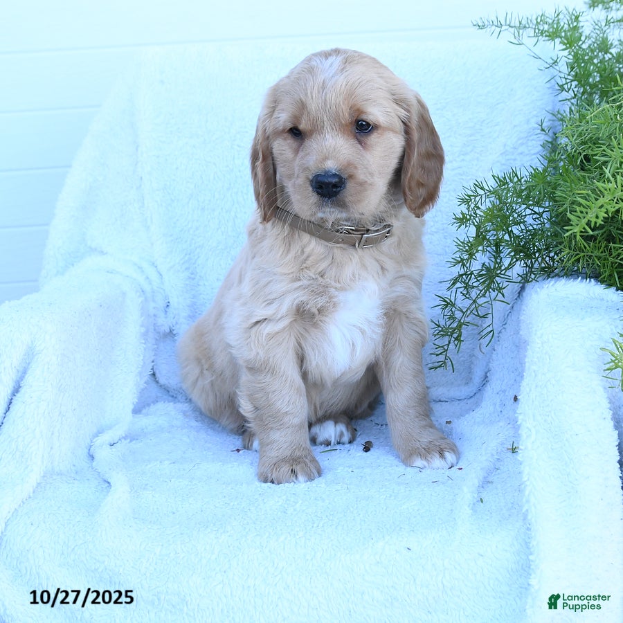 Miniature Golden Retriever Puppies for sale in Pennsylvania