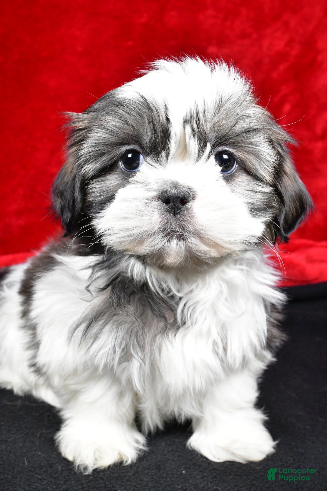 Shih Tzu dogs for sale: Daisy - Ad 5