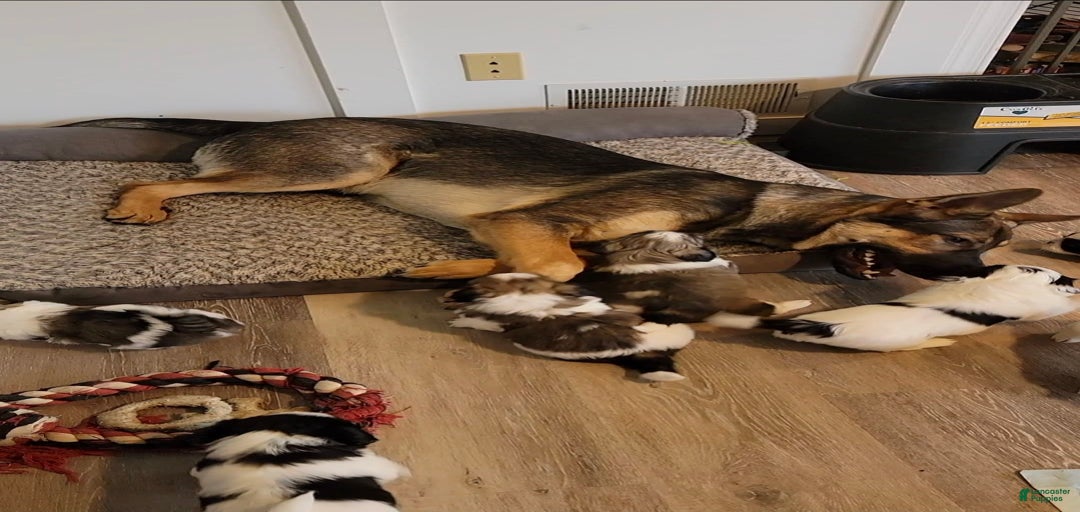 Gallery Image {{count}}