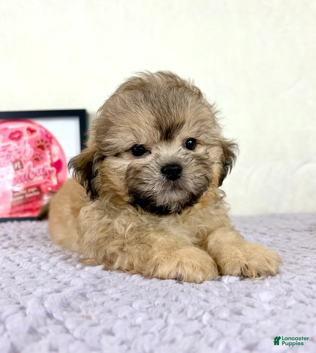 Shihpoo dogs for sale: Aaron - Ad 2